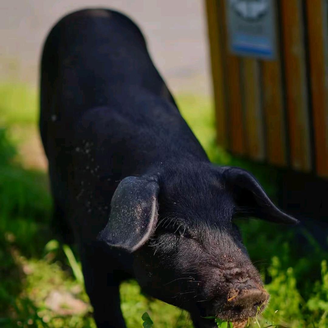 海森松辽黑猪养殖场
