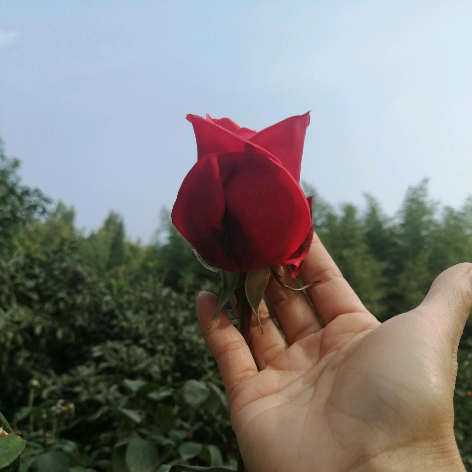 喜杨杨🌹