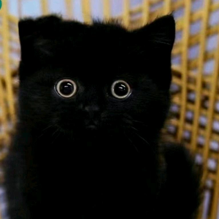 睫毛弯弯眼睛圆圆