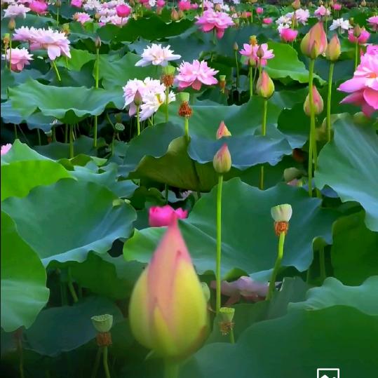 李花🌸