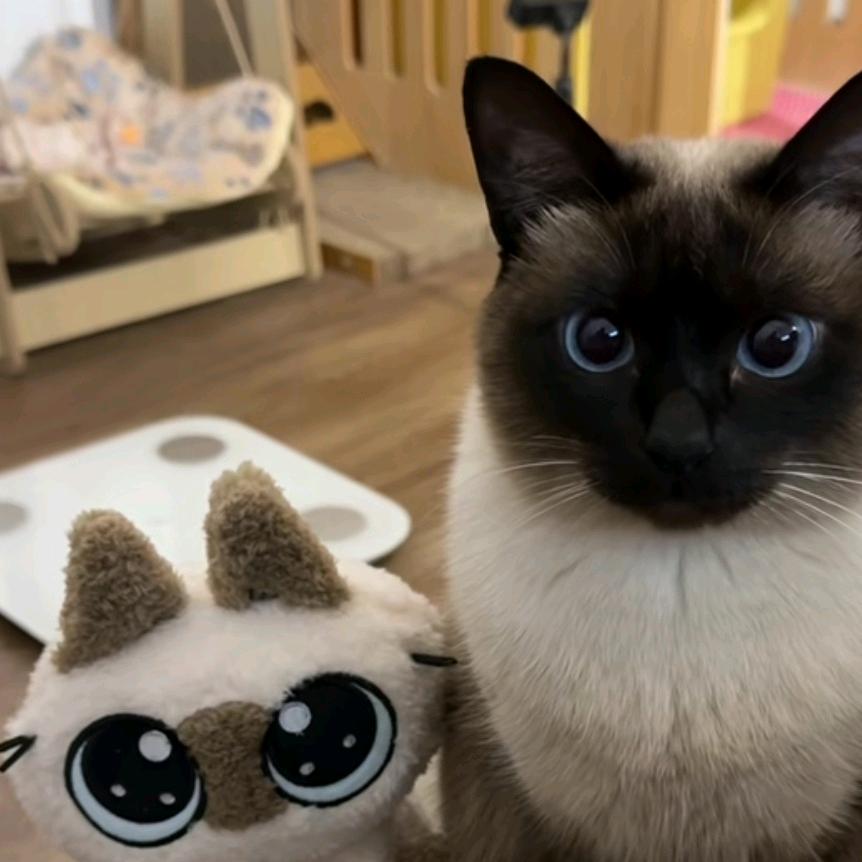 Zenith（白菜价无畏契约）