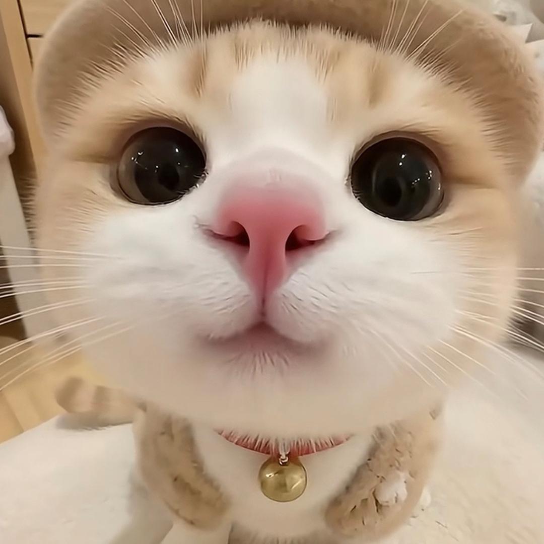 多鱼是只猫🐱🐱