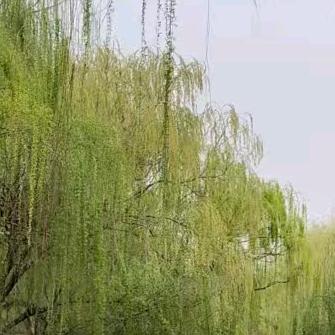 忘不掉的过去