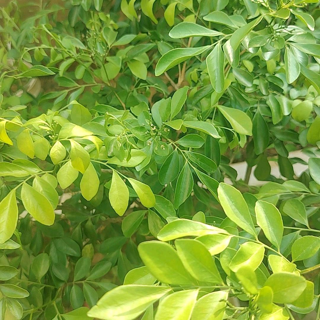 爱江山更爱美人