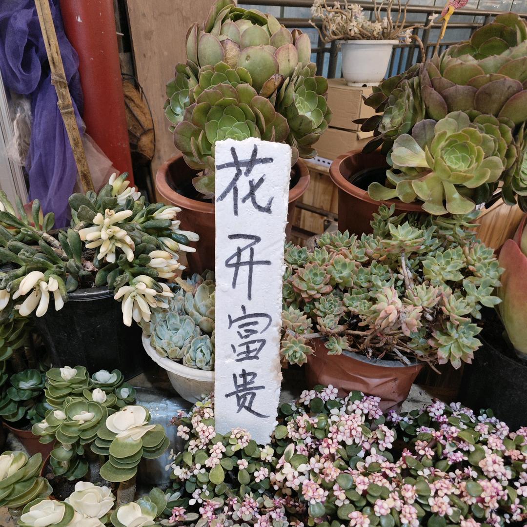 猫狗机车联盟-(迷人的妹)
