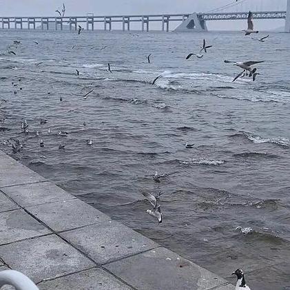海鸥