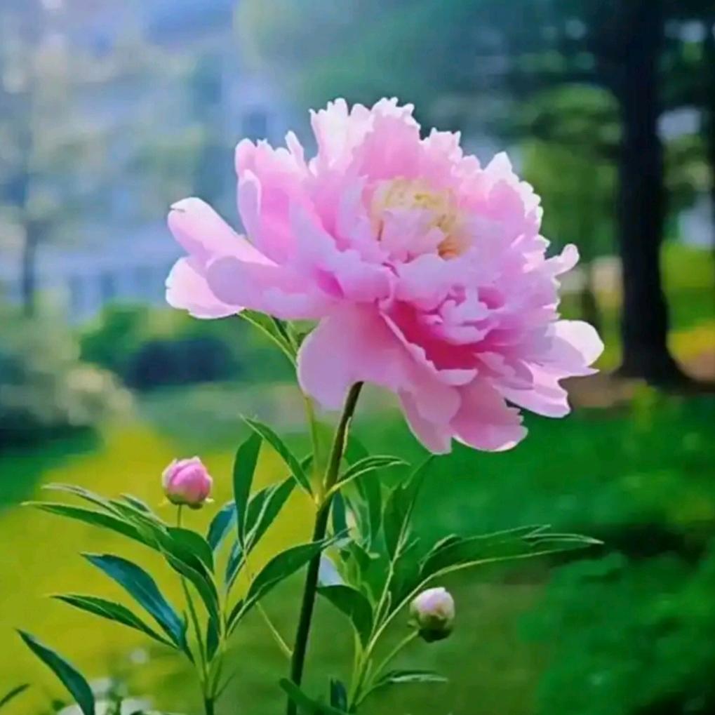 蓝天下的向阳花