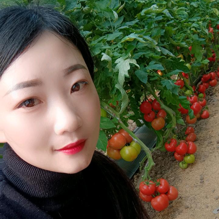 西红柿种植《唐唐》
