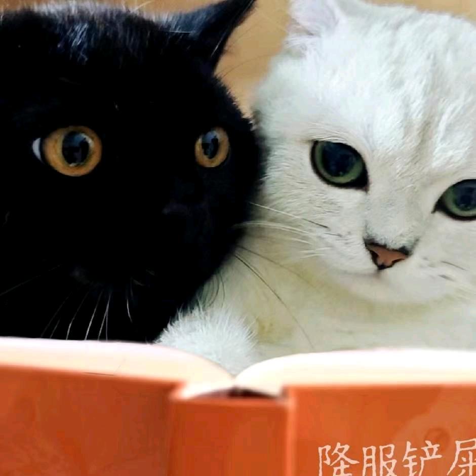 马铃薯咪仔