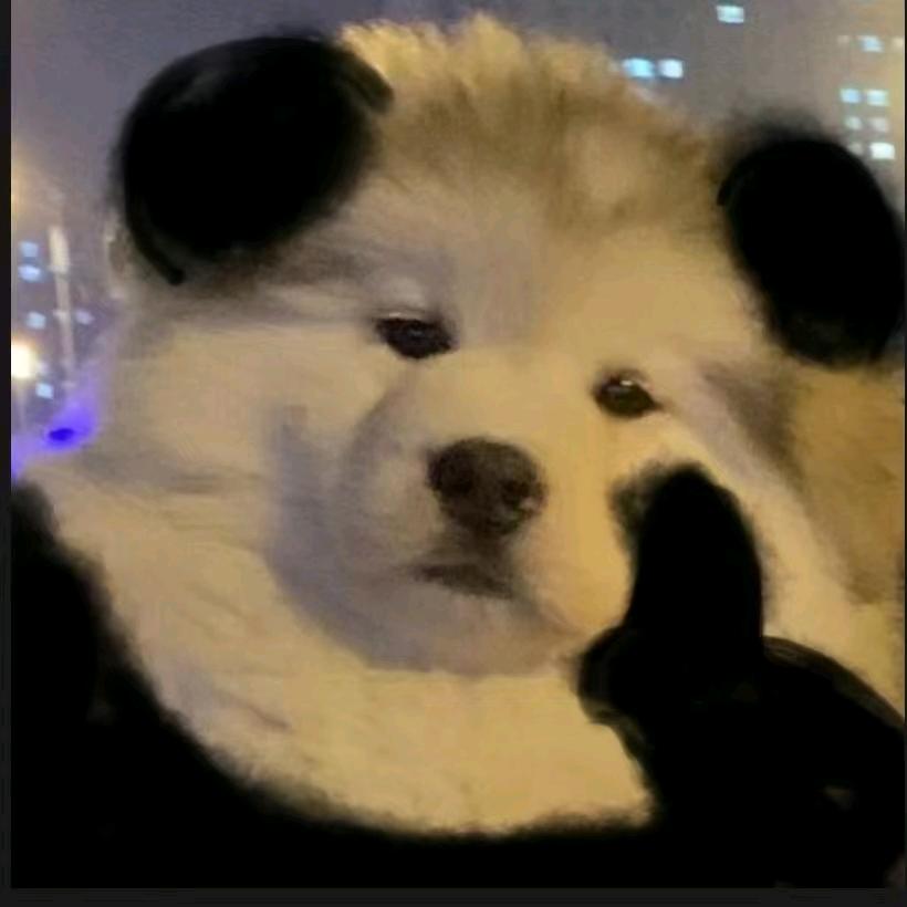 小贺不爱了