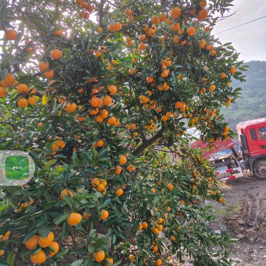 顺其自然（奉节脐橙）