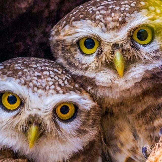 🦉两只猫头鹰🦉头像