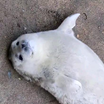 海豹姆大陆