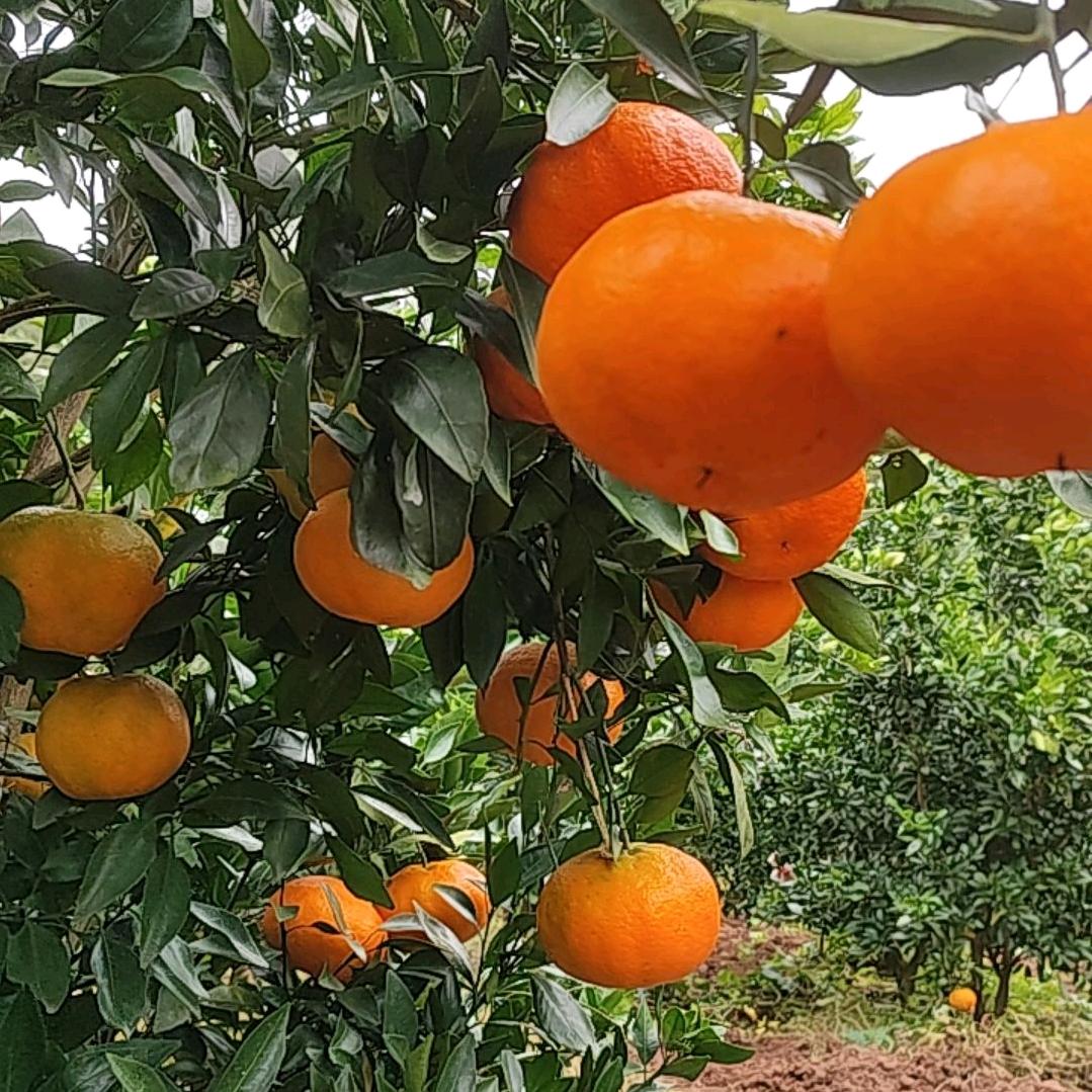 谎言？？？罗小彬