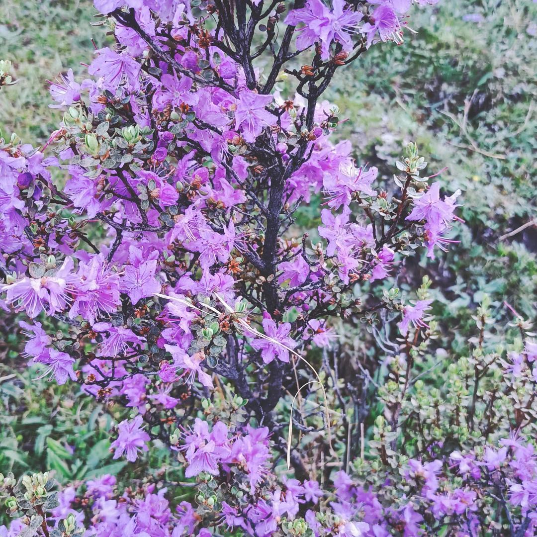 扎西