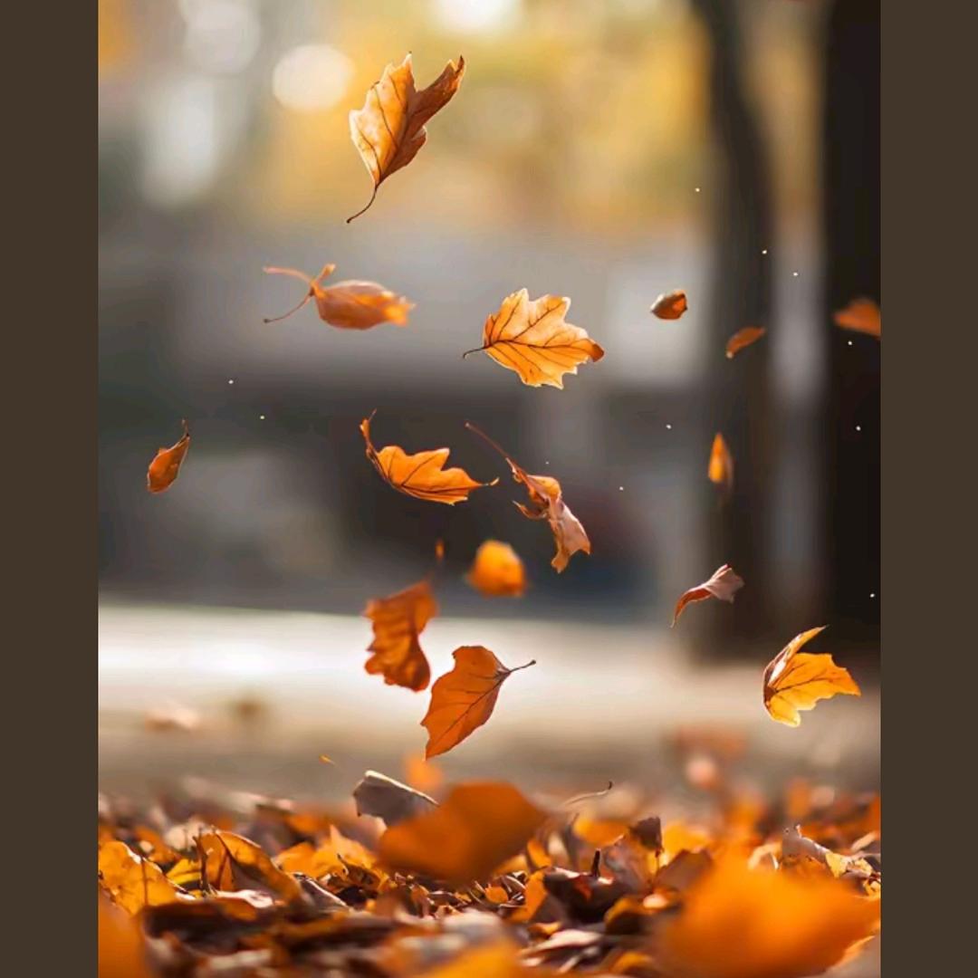 一片落叶🍂