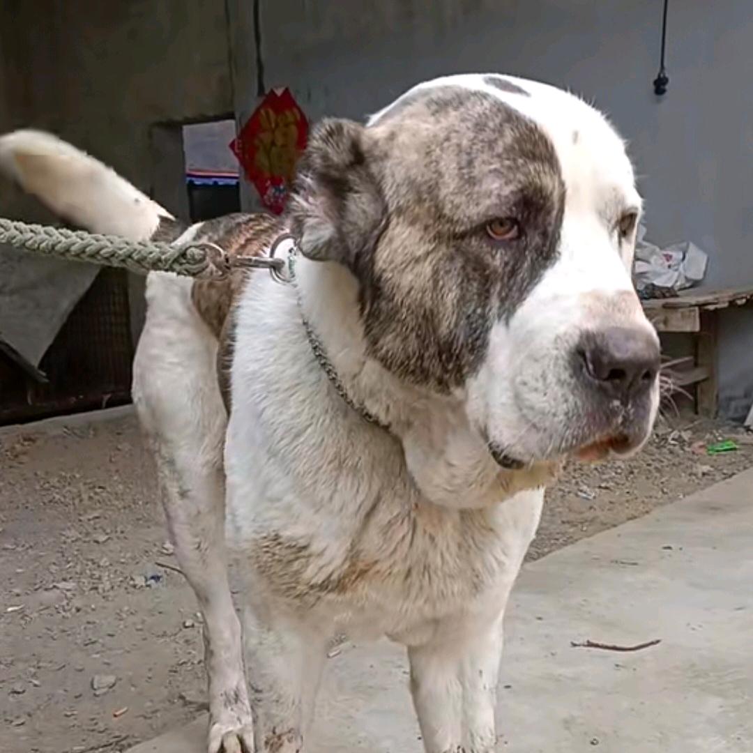 老田犬业