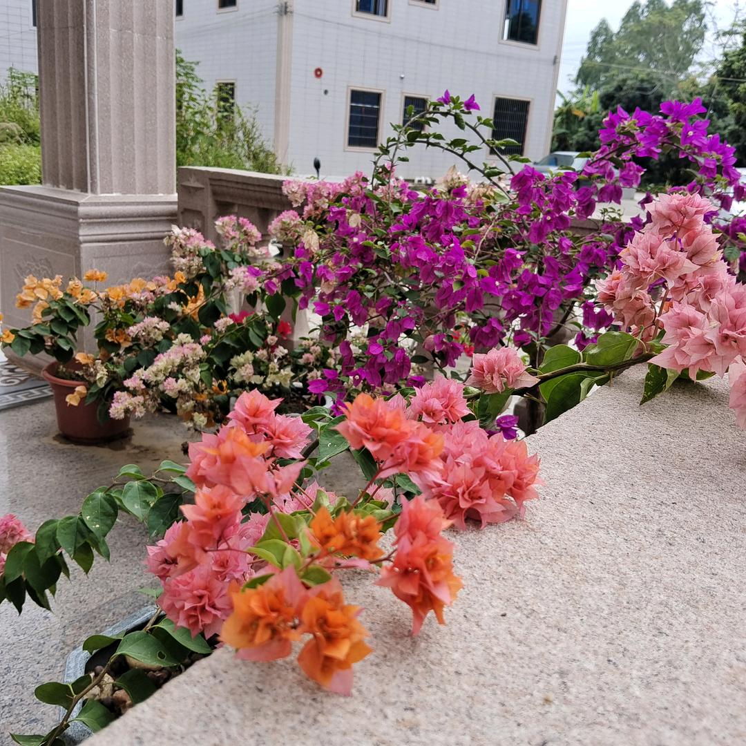 李姑娘（五宝）