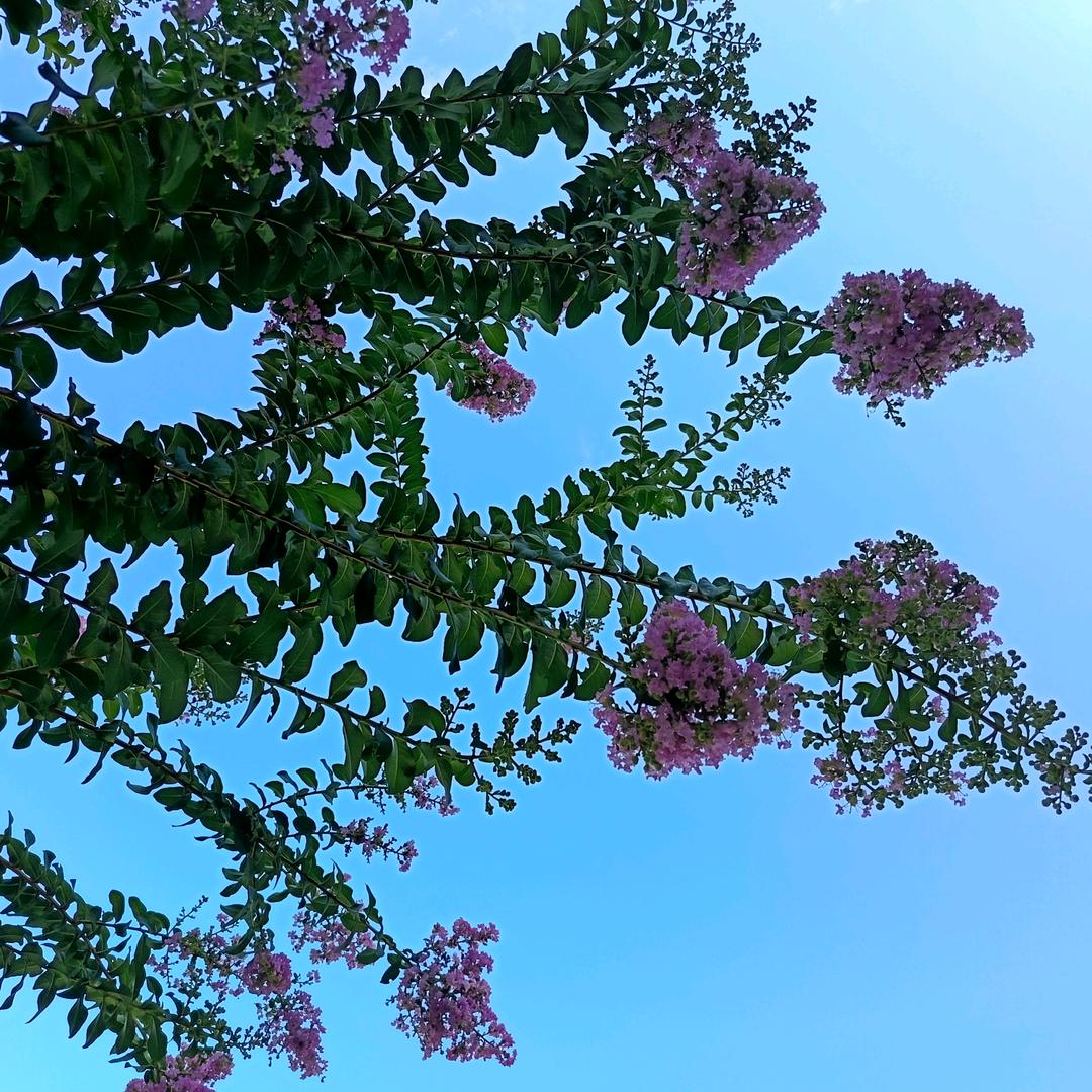 黄师傅水晶糕