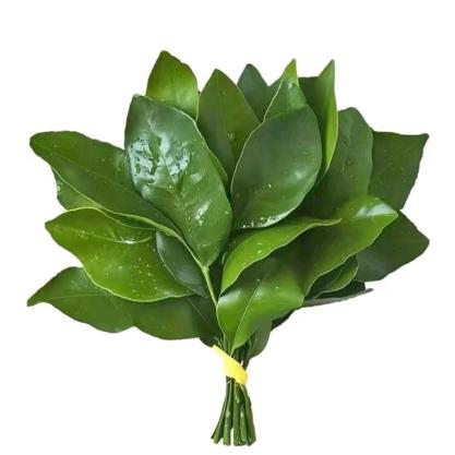 栖染棠（否极泰来）