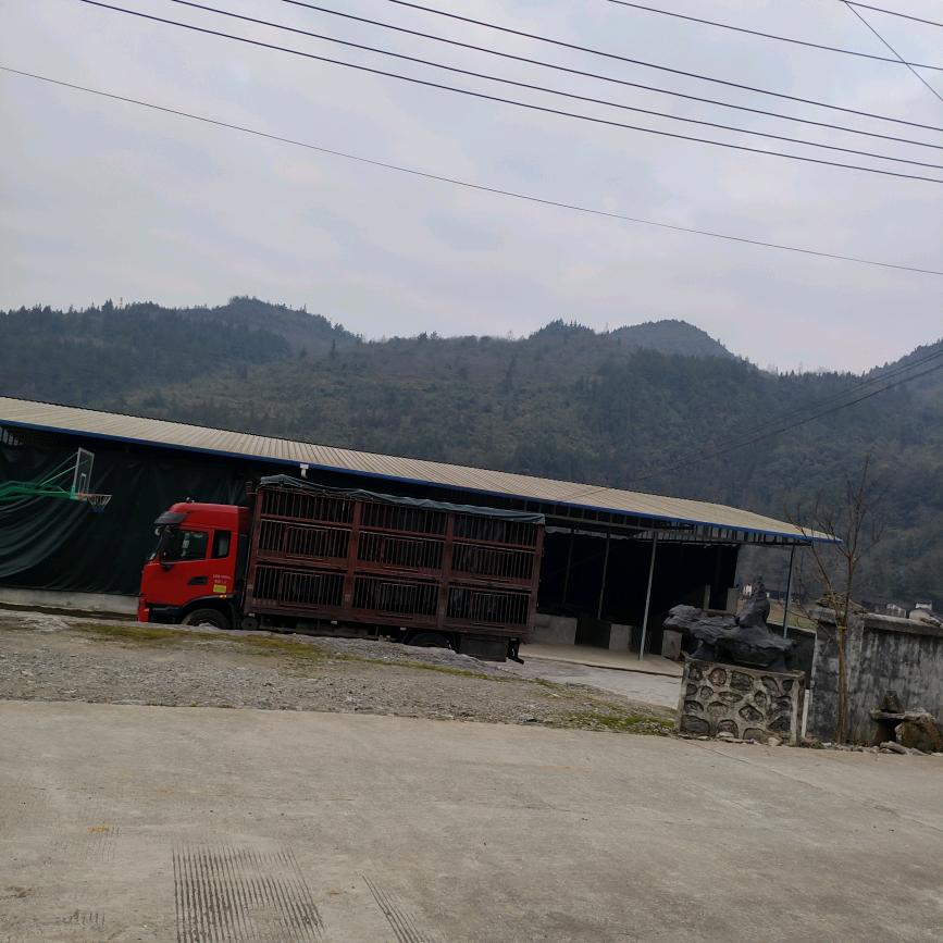 生猪购销诚信经营