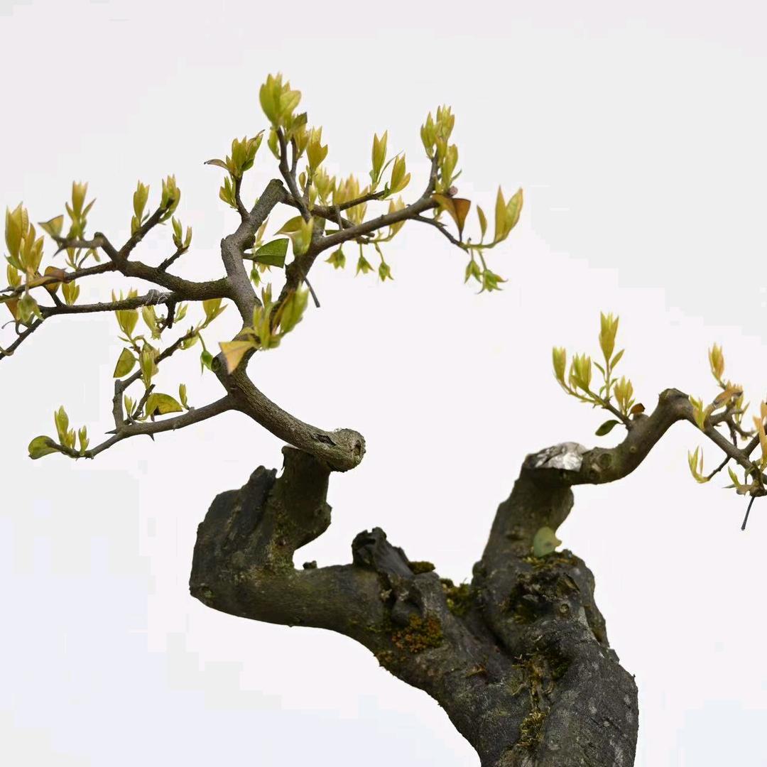 金弹子，瓶兰花
