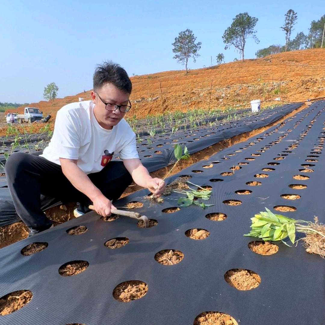 生态除草先峰（药材生态防草布）