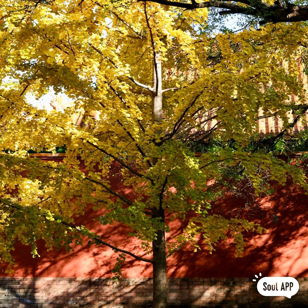 🍂((🍁⥎怡🍁))🍂