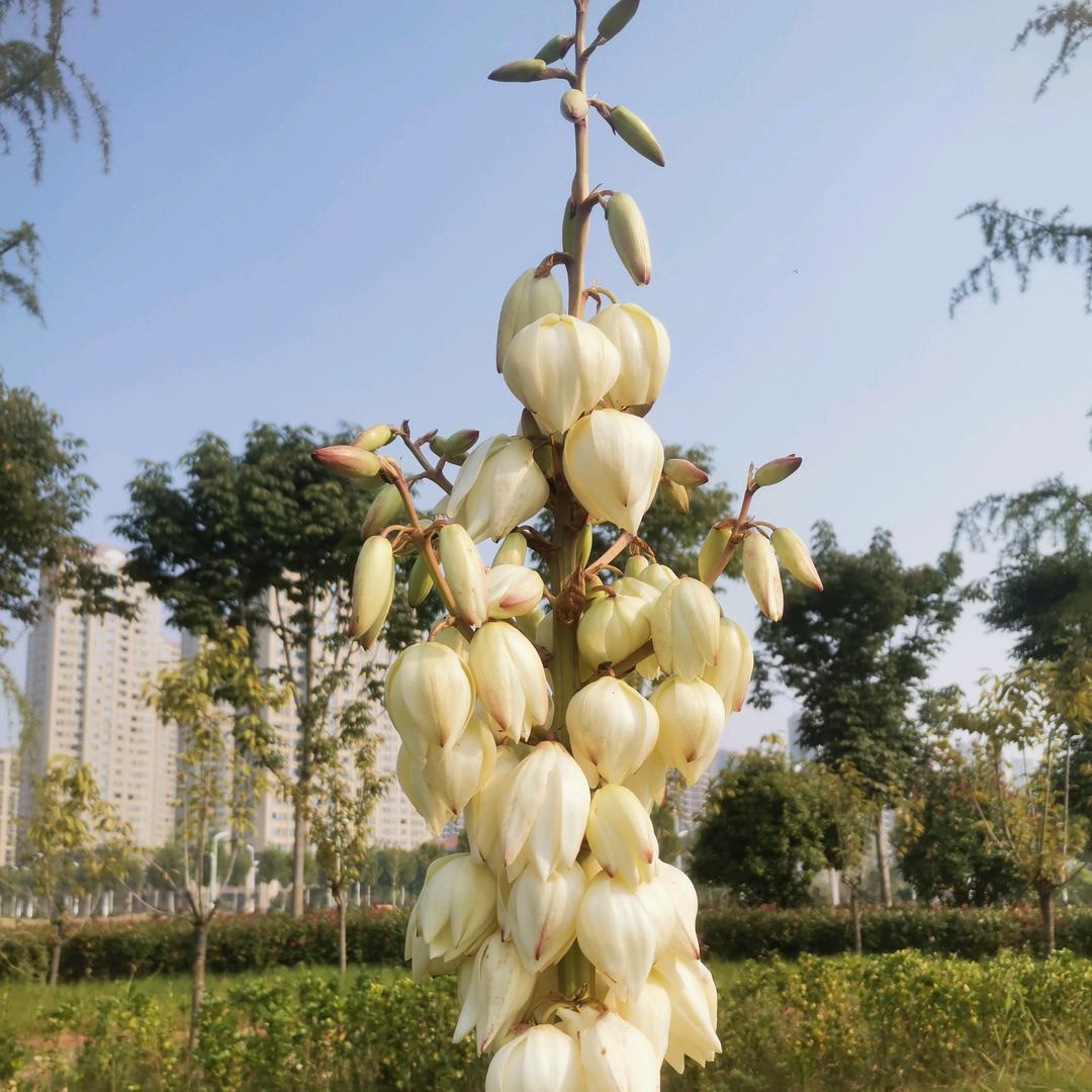 只要平凡