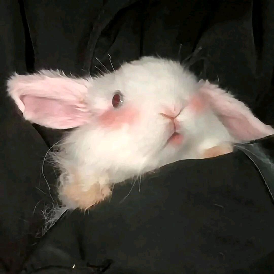 兔兔兔子🐰