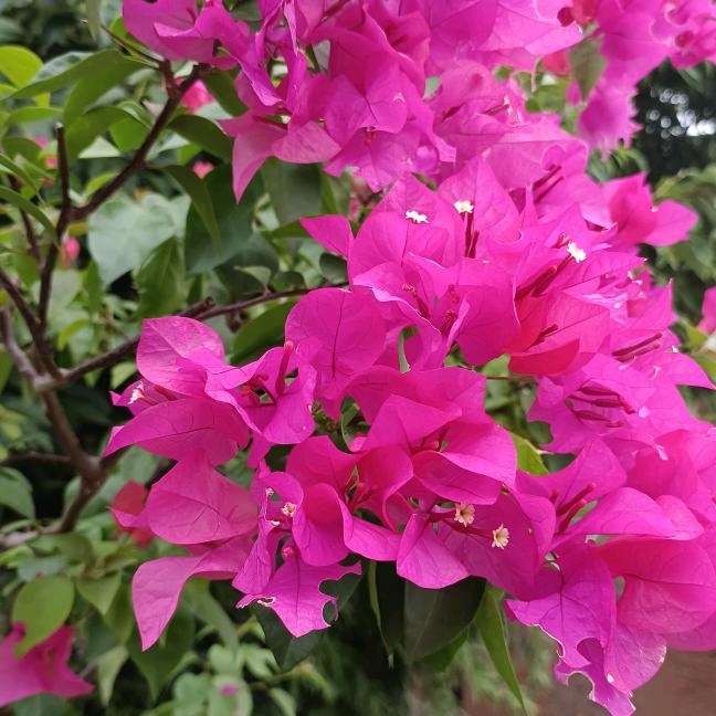 🌸情枫🌸