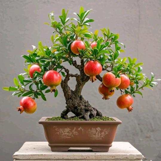 🍎亦龄❤️