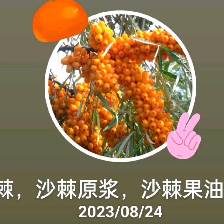 鸿运沙棘生物科技