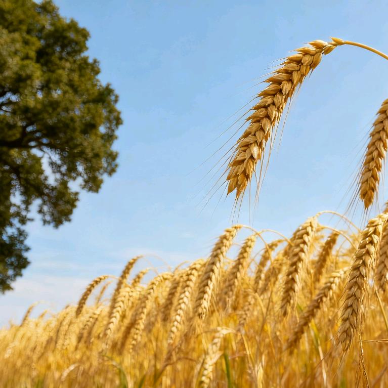 春林金牛兰芳百货店