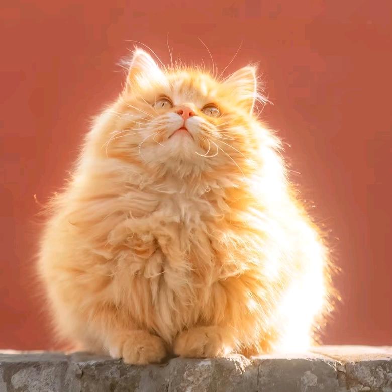 芝士年糕猫猫