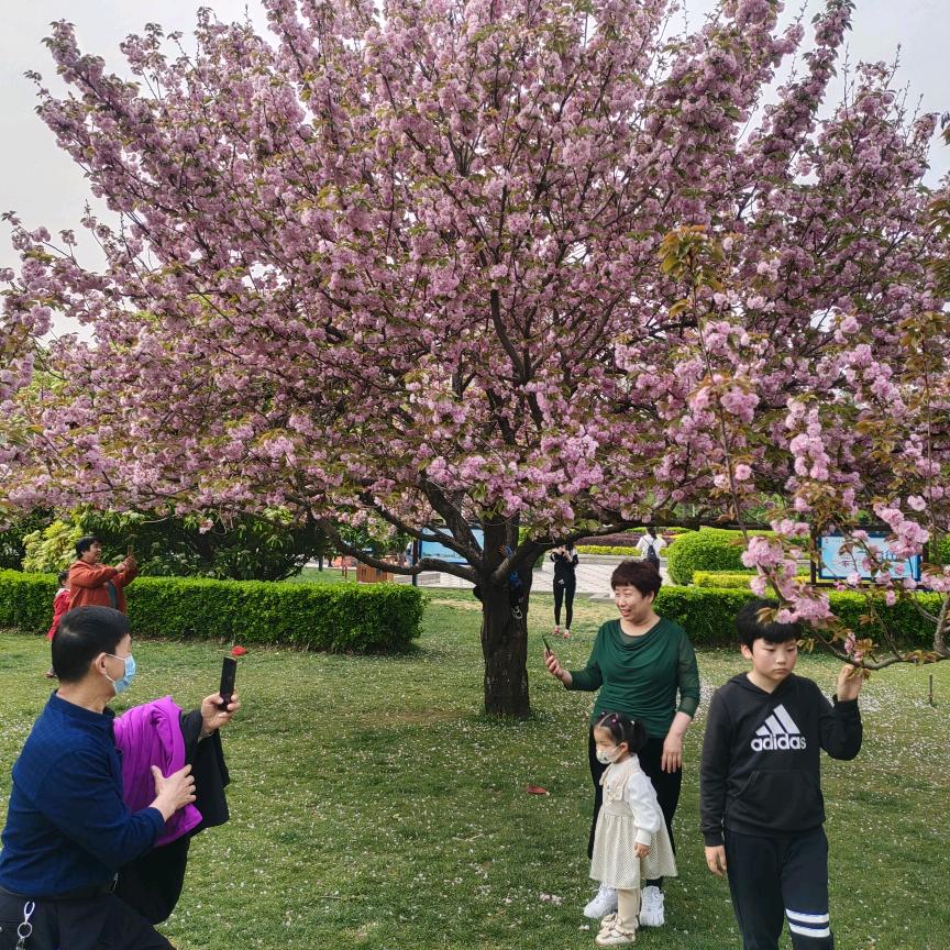 想念妈妈