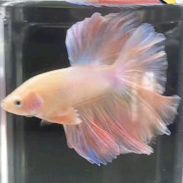 鑫承昱一站式宠物用品精选店