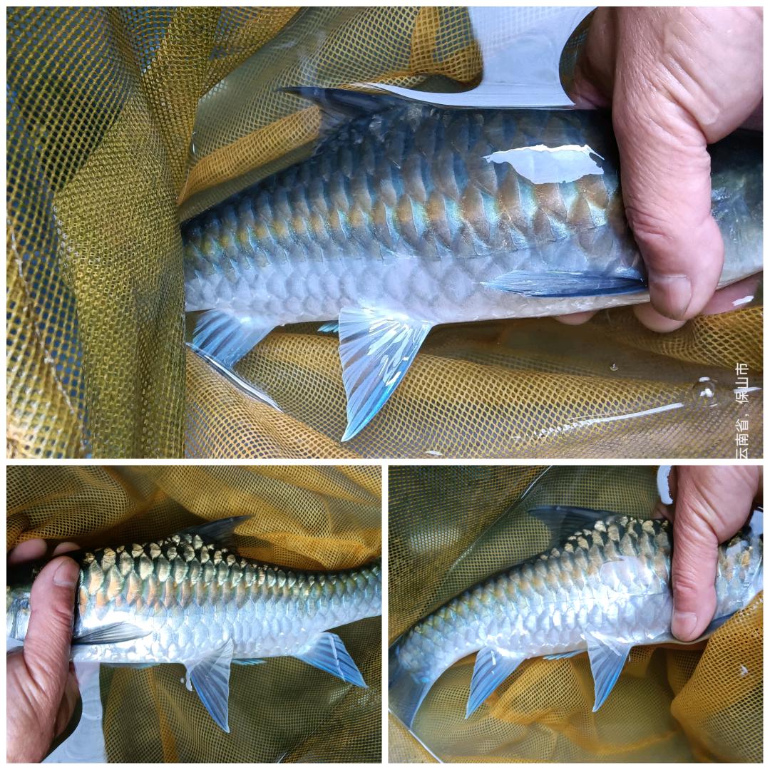 滇龙渔业（版纳原生自捕）