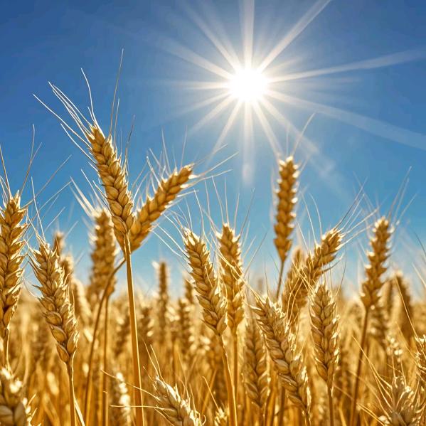 一笑而过🍒🍒