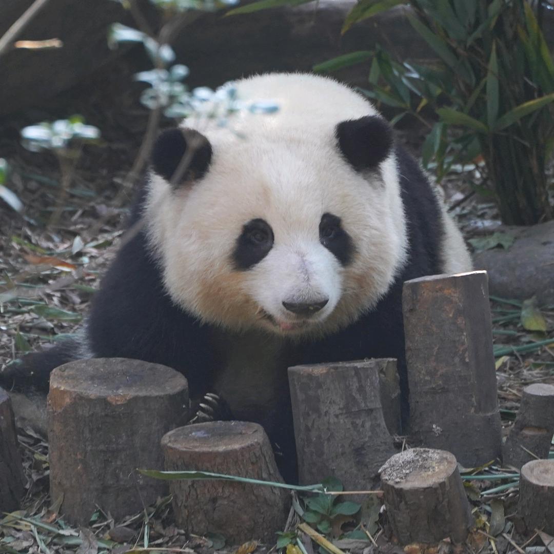 萌化了的眼圈
