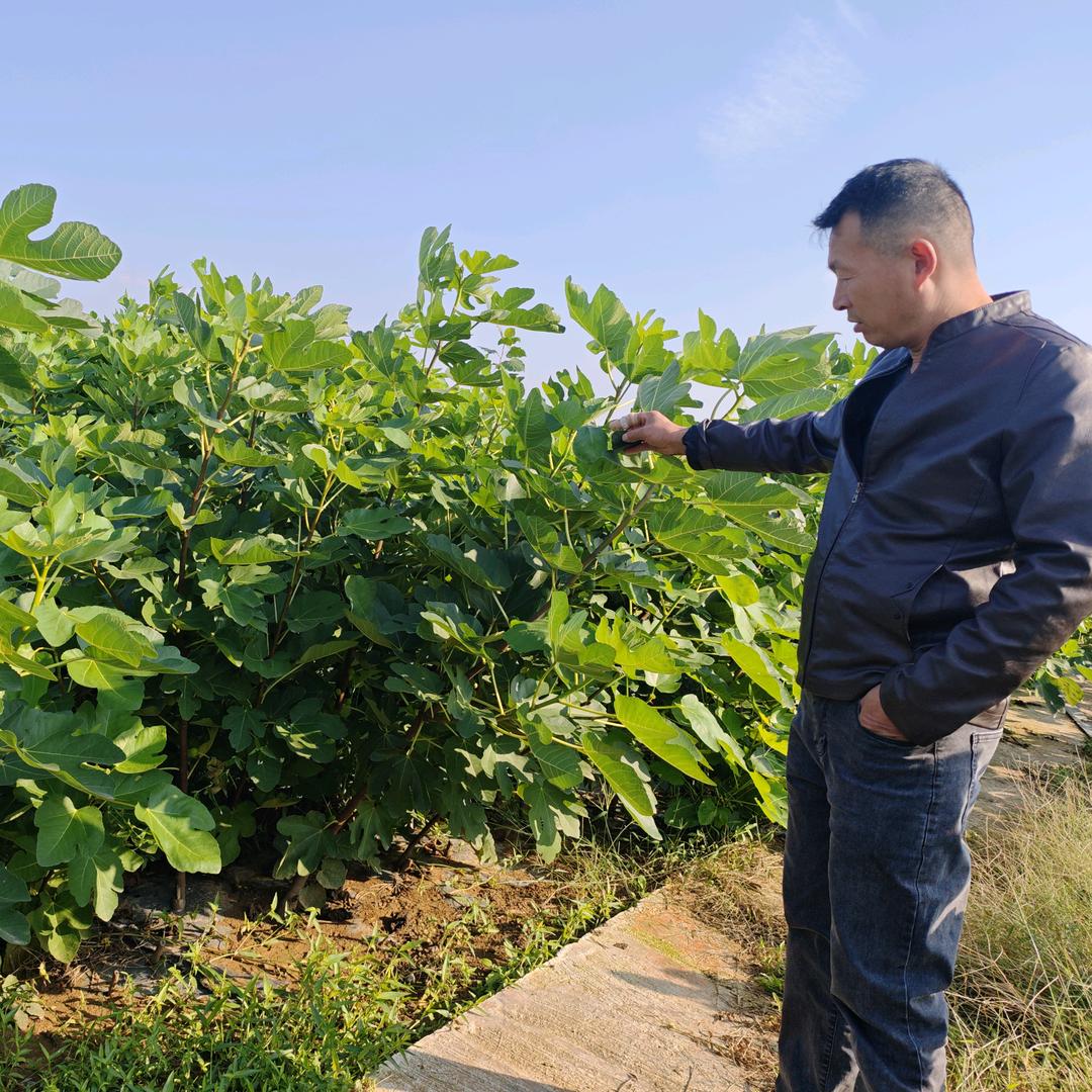 汤本双无花果苗木种植基地