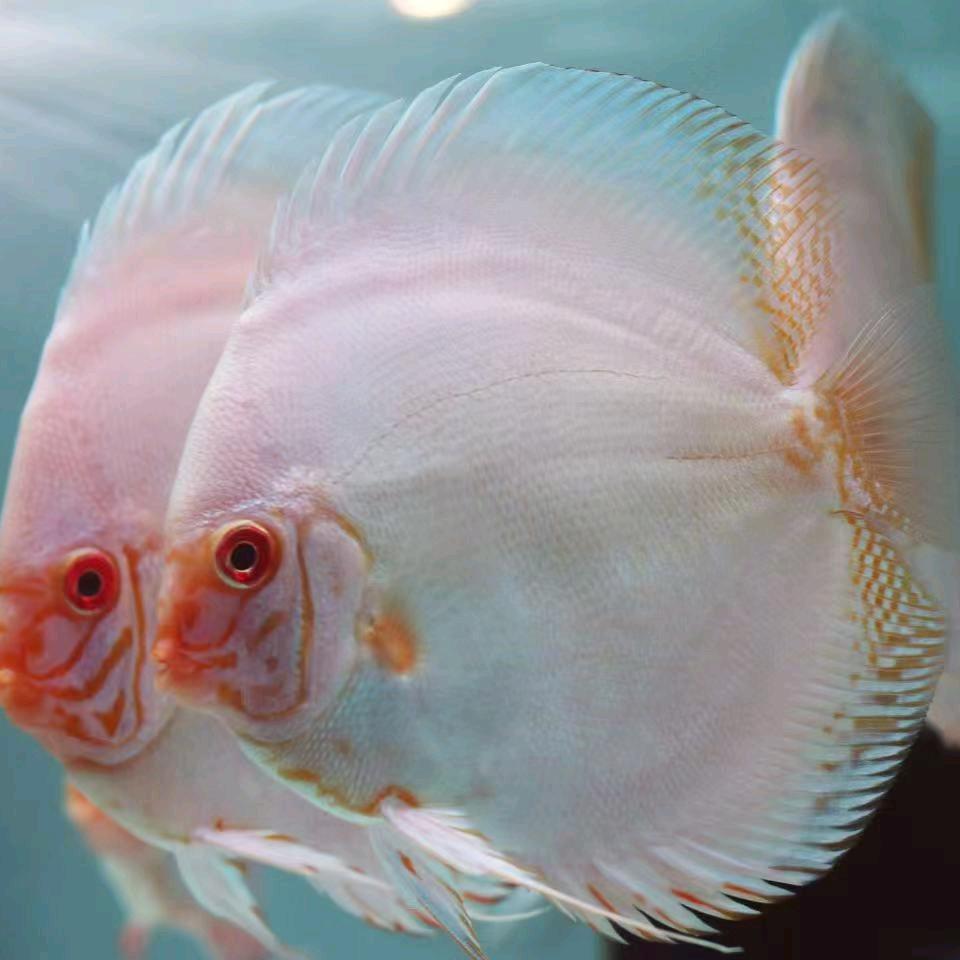 桃源七彩神仙鱼