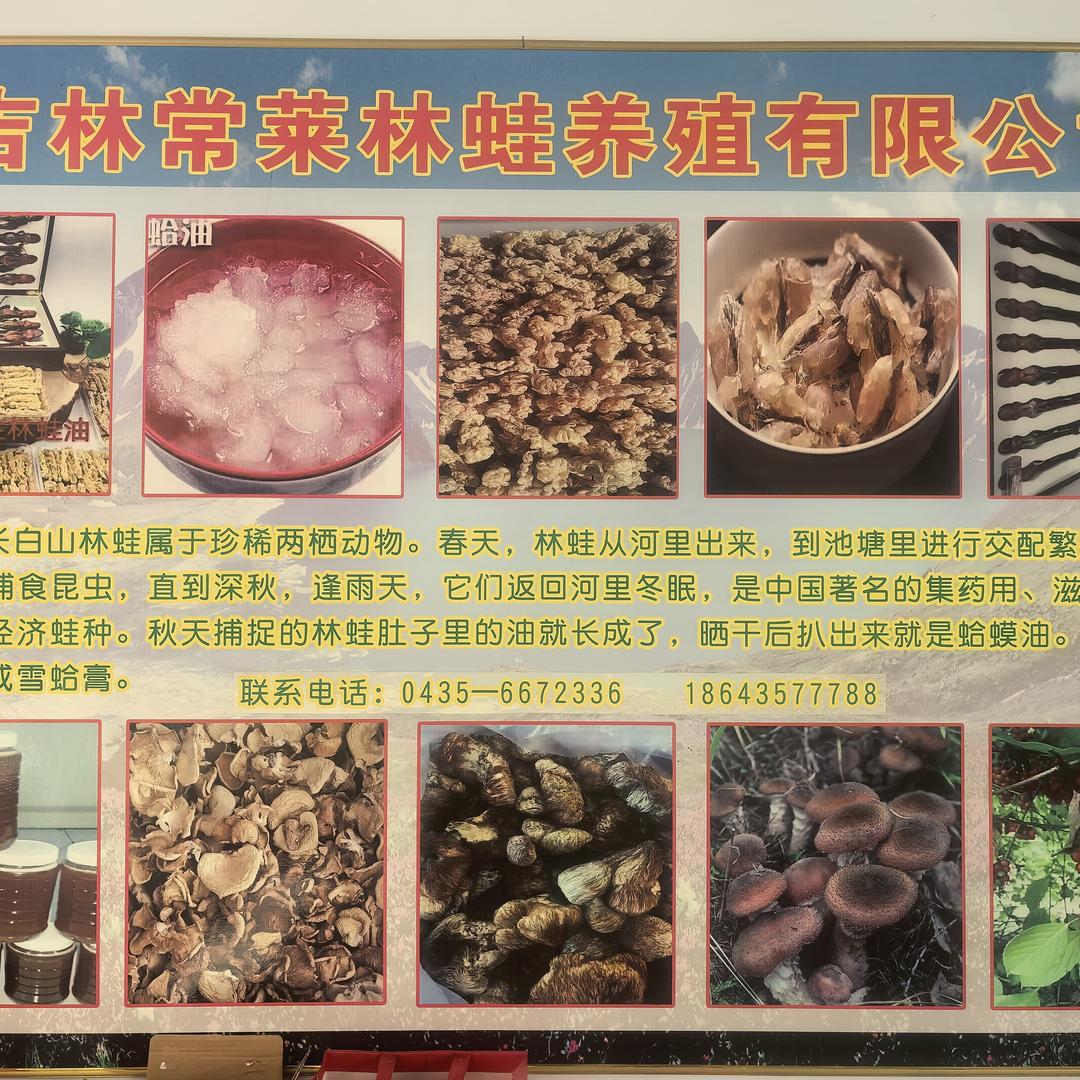 爱养林蛙的小常