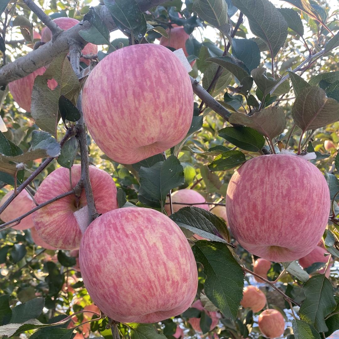 烟台栖霞老徐家果园