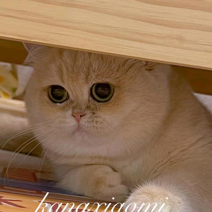 康小米的猫猫🐱