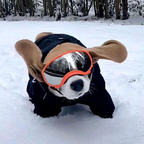 满山猴子你最俏