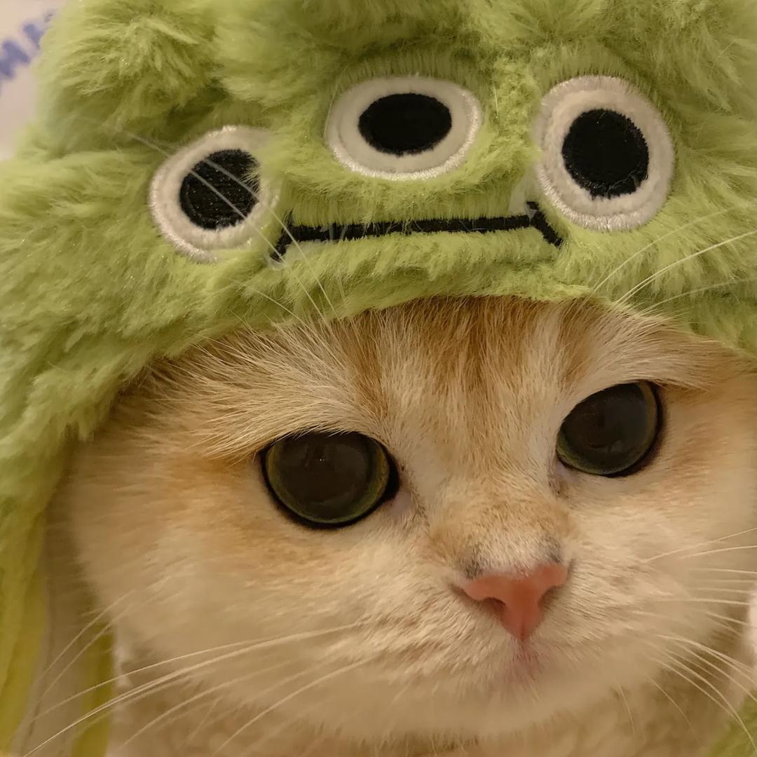 猫狗小纵队