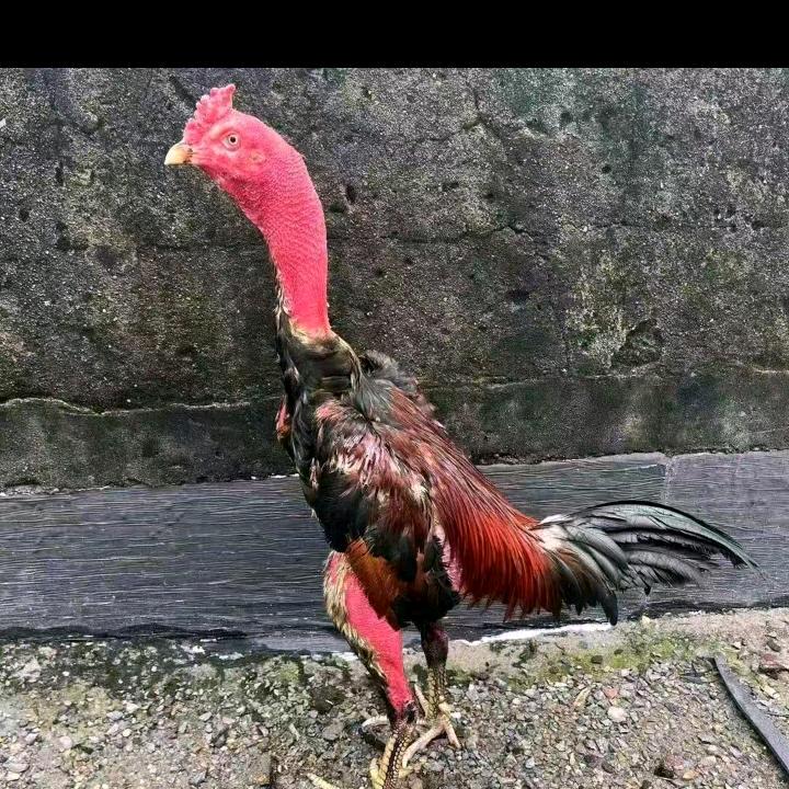 贵州养殖斗鸡🐔🐔🐔