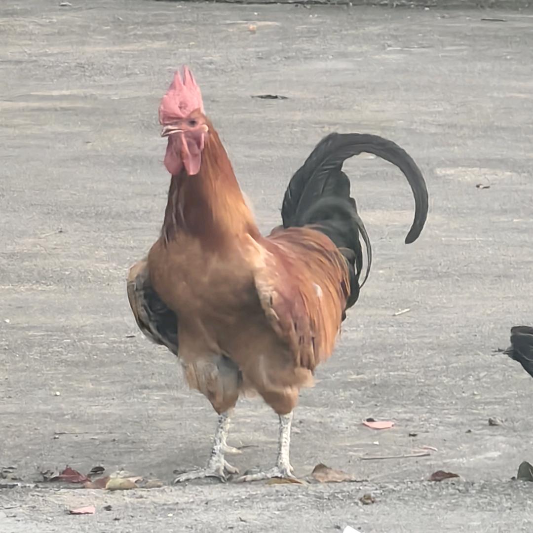 牢🐔