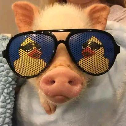 八戒🐷